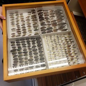 Photo of an insect collection. Insects of various size and type are arranged on a white board inside a wooden case with a glass top.